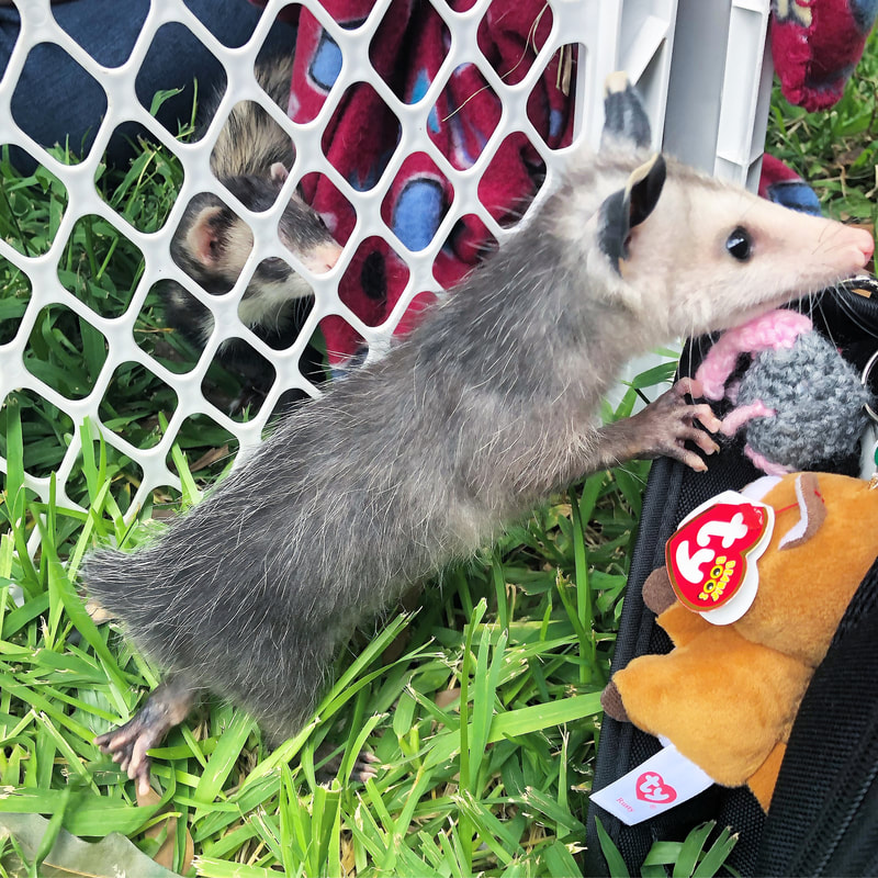 Home - Sesame the Opossum