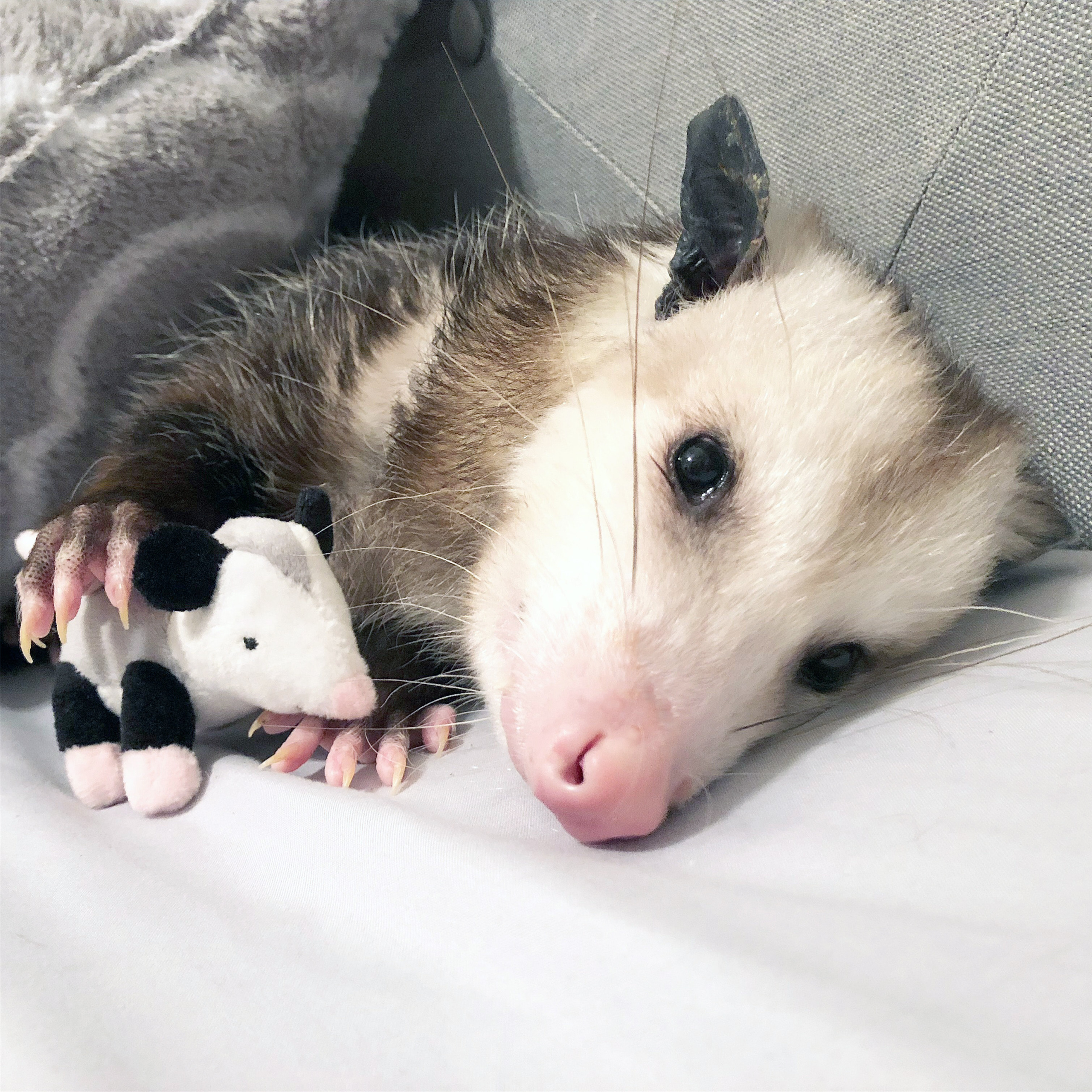 Starry Surprise! Pouched Opossum Plush with Babies & Limited Edition Sweater
